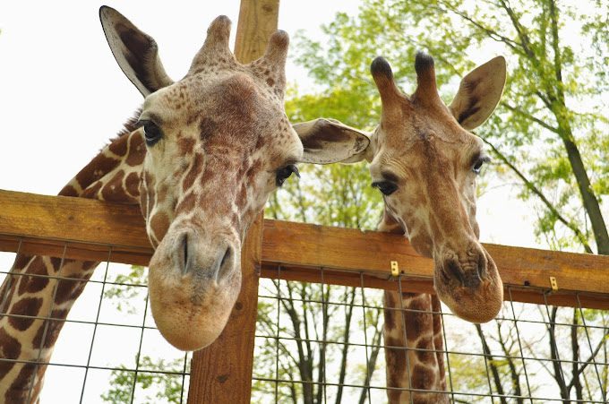 Living Treasures Wild Animal Park